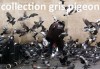 collection gris pigeon